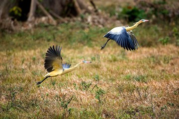 Obraz premium Whistling Heron, syrigma sibilatrix, Adults in Flight, Los Lianos in Venezuela