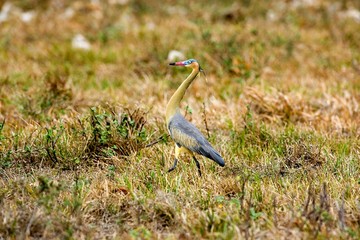 Whistling Heron, syrigma sibilatrix, Adult standing on Grass, Los Lianos in Venezuela