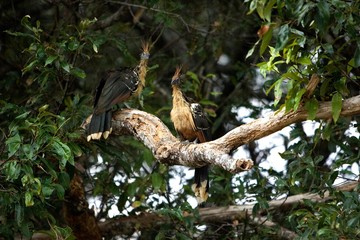 Hoatzin, opisthocomus hoazin, Adults perched in Tree, Los Lianos in Venezuela