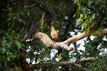 Fototapeta na wymiar Hoatzin, opisthocomus hoazin, Adults perched in Tree, Los Lianos in Venezuela