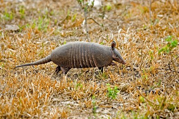 Nine Banded Armadillo, dasypus novemcinctus, Adult, Los Lianos in Venezuela