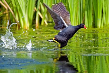 Common Moorhen or European Moorhen, gallinula chloropus, Adult Taking off from Pond, Normandy
