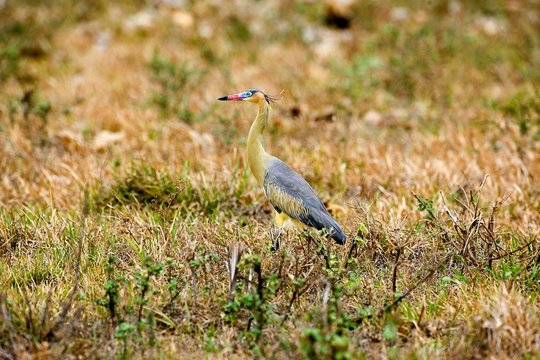 Whistling Heron, syrigma sibilatrix, Adult standing on Grass, Camouflaged, Los Lianos in Venezuela