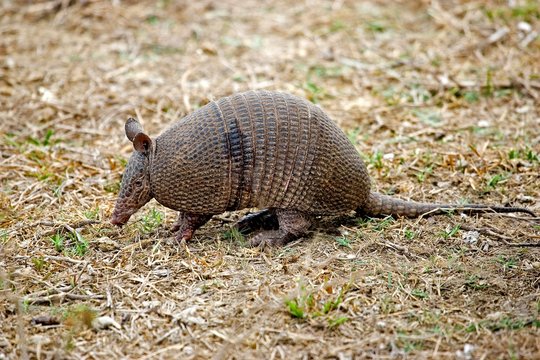 Nine Banded Armadillo, dasypus novemcinctus, Adult, Los Lianos in Venezuela
