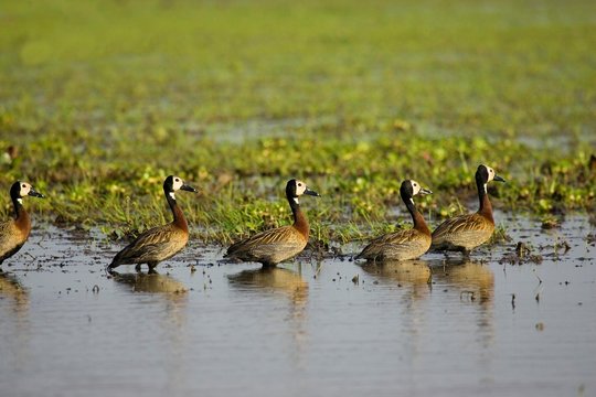 White Faced Whistling Duck, dendrocygna viduata, Group standing in Swamp, Los Lianos in Venezuela