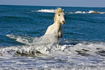 Fototapeta na wymiar Camargue Horse Trotting in Waves, Saintes Marie de la Mer in Camargue, South of France