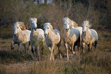 Fototapeta premium Camargue Horses, Herd standing in Swamp, Saintes Marie de la Mer in Camargue, South of France