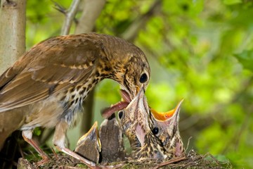 Song Thrush, turdus philomelos, Adult Feeding Chicks in Nest, Normandy