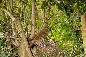 Song Thrush, turdus philomelos, Adult Feeding Chicks in Nest, Normandy