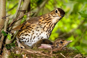 Song Thrush, turdus philomelos, Adult with Chicks in Nest, Normandy