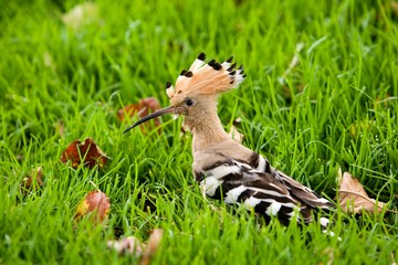 Hoopoe, upupa epops, Adult standing on Grass, Normandy © slowmotiongli
