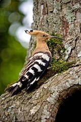 Hoopoe, upupa epops, Adult standing on Tree Trunk, Normandy