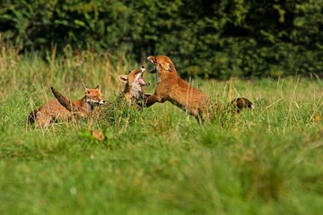 Red Fox, vulpes vulpes, Adults Fighting, Normandy