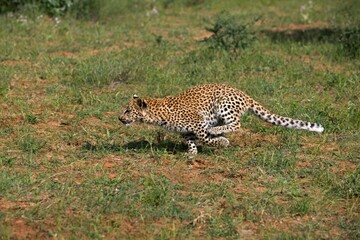 Leopard, panthera pardus, 4 Months old Cub running, Namibia