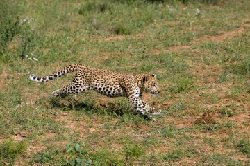 Leopard, panthera pardus, 4 Months old Cub running, Namibia