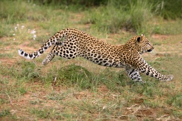 Leopard, panthera pardus, 4 Months old Cub running, Namibia
