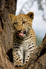 Leopard, panthera pardus, 4 Months old Cub Yawning with Tongue Out, Namibia