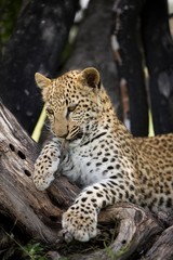 Leopard, panthera pardus, 4 Months old Cub laying in Tree, Namibia