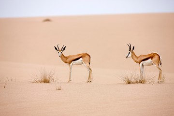 Springbok, antidorcas marsupialis, Adults walking on Sand, Namib Desert in Namibia