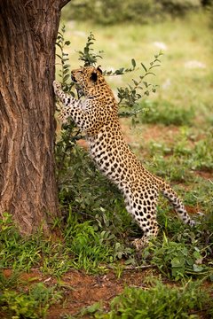 Leopard, panthera pardus, 4 Months old Cub Climbing Tree Trunk, Namibia