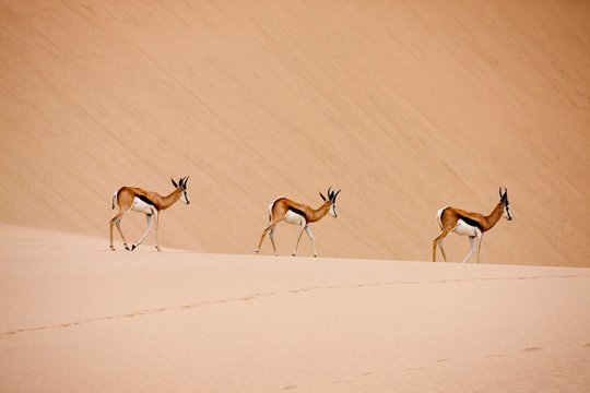 Springbok, antidorcas marsupialis, Adults walking on Sand, Namib Desert in Namibia
