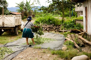 Coca, erythroxylum coca, Cocaine production, Drying leaves at Pilcopata Village, Andes, Peru