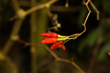 Bird Chilli Pepper, capsicum frutescens, Peru