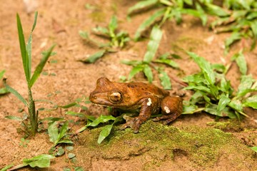 Frog, hyla lanciformis, Manu National Park in Peru