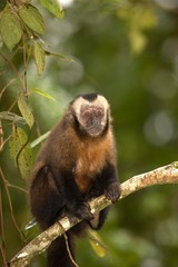 Black Capped Capuchin, cebus apella, Adult standing on Branch, Manu National Park in Peru