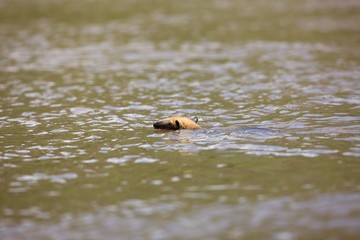 Southern Anteater, tamandua tetradactyla, Adult crossing The Madre De Dios River, Manu National Park in Peru