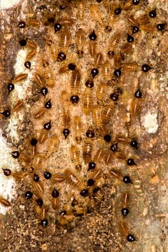 Termites in Peru