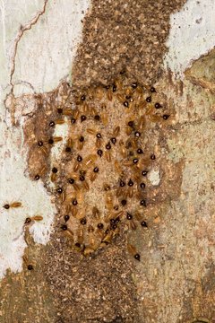 Termites in Peru