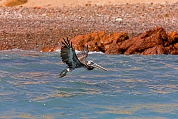 Peruvian Pelican, pelecanus thagus, Adult in Flight, Ballestas Islands in Paracas National Park, Peru