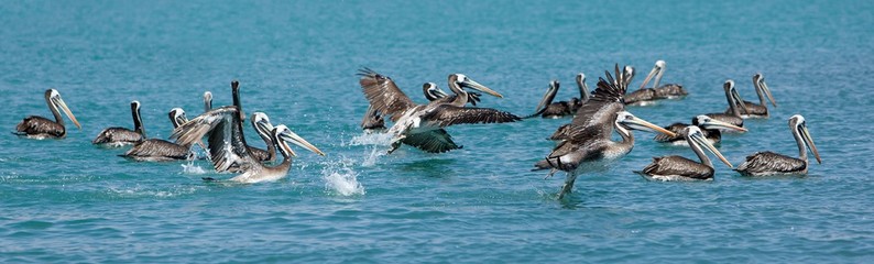 Peruvian Pelican, pelecanus thagus, Adults in Flight, Ballestas Islands in Paracas National Park, Peru