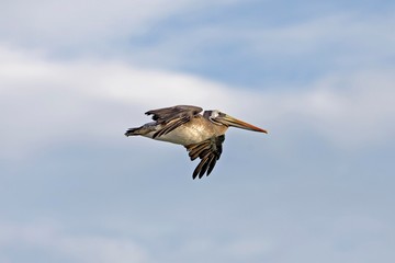 Peruvian Pelican, pelecanus thagus, Adult in Flight, Ballestas Islands in Paracas National Park, Peru