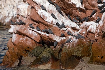 Inca Tern, larosterna inca, Group standing on Rocks, Ballestas Islands in Paracas National Park, Peru