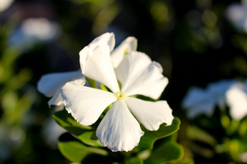 white magnolia flower