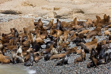 Obraz premium South American Sea Lion or Southern Sea Lion, Colony standing on Beach, otaria byronia, Paracas National Park in Peru