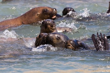 South American Sea Lion or Southern Sea Lion, Group standing in Water, otaria byronia, Paracas National Park in Peru