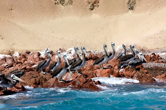Peruvian Pelican, pelecanus thagus, Group standing on Rocks, Ballestas Islands in Paracas National Park, Peru