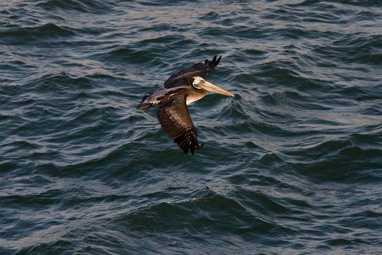 Peruvian Pelican, pelecanus thagus, Adult in Flight, Ballestas Islands in Paracas National Park, Peru