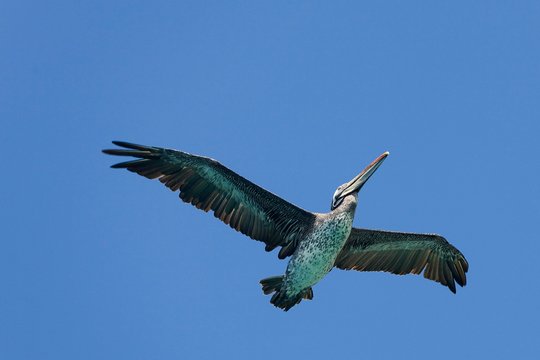 Peruvian Pelican, pelecanus thagus, Adult in Flight against Blue Sky, Ballestas Islands in Paracas National Park, Peru