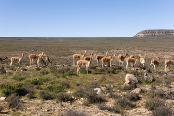 Naklejka premium Vicuna, vicugna vicugna, Pampas Galeras Reserve in Peru