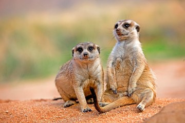 Meerkat, suricata suricatta, Adults sitting, Sunning outside Burrow, Namibia