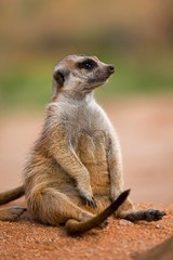 Meerkat, suricata suricatta, Adult sitting, Sunning outside Burrow, Namibia