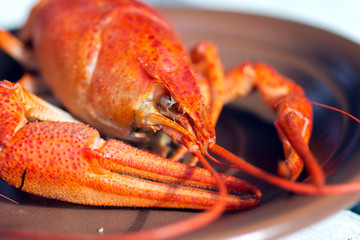 cooked lobster on a white background