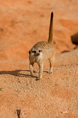 Meerkat, suricata suricatta, Adult in Defensive Posture, Namibia