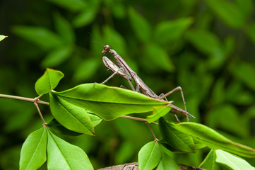 Chinese mantis (Tenodera sinensis) - Praying Mantis on branch. Isolated on green background.