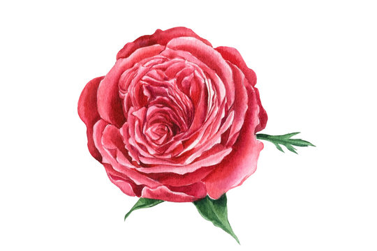 Red rose on isolated white background, watercolor clipart, hand drawing, botanical illustration