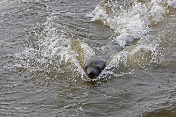 Fototapeta premium South African Fur Seal, arctocephalus pusillus, Female playing in Waves, Cape Cross in Namibia
